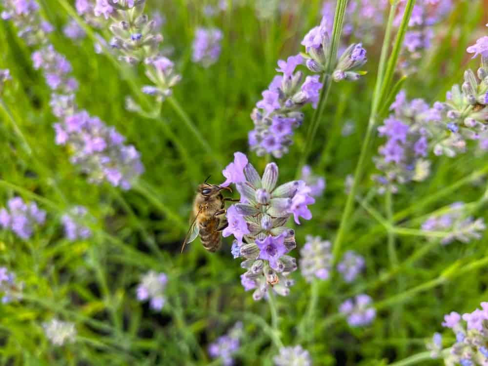 garden design and landscaping cobham showing purple flowers with wasp