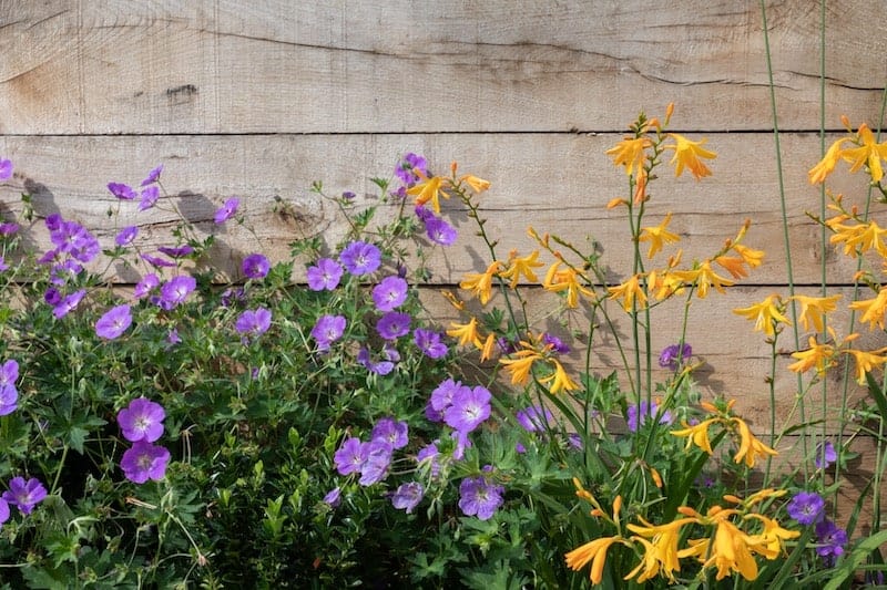 garden design and landscaping oxshott showing plants against rustic wall