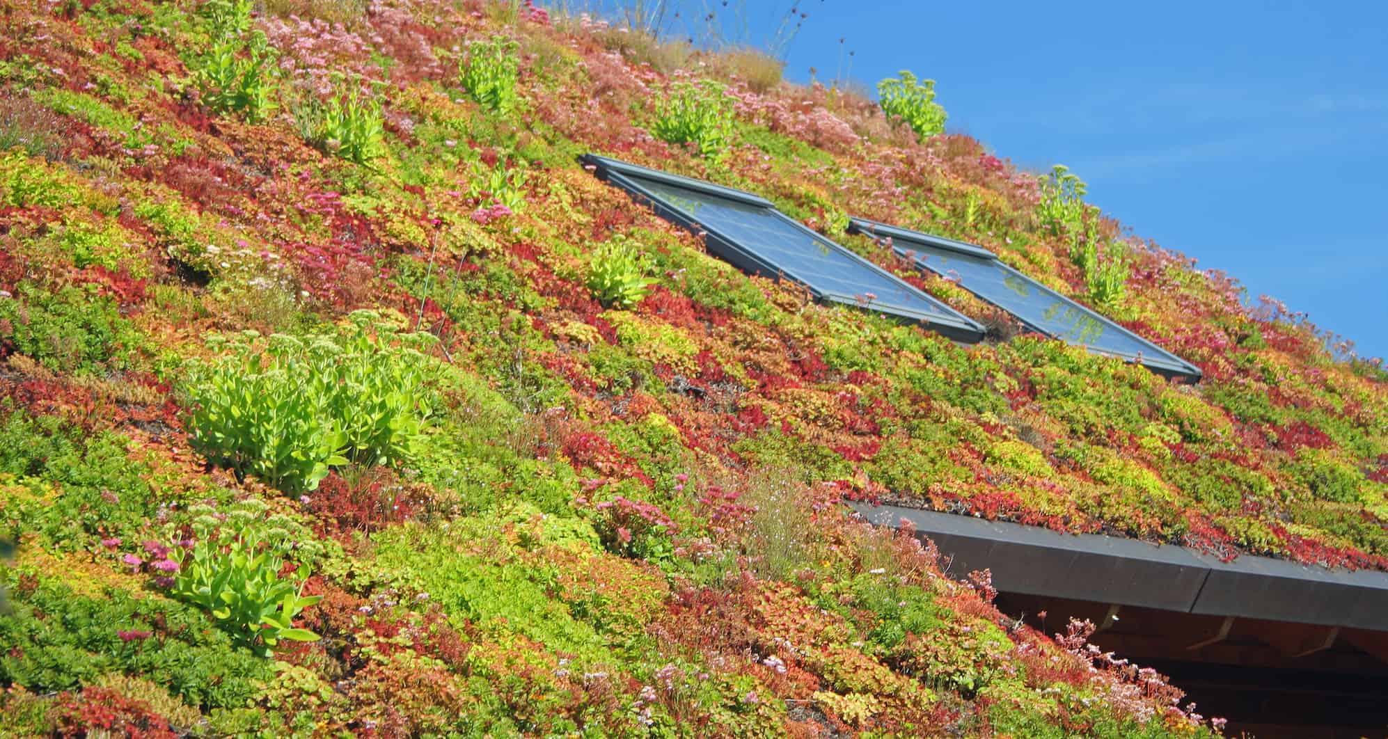 green roofs surrey and west sussex showing colourful living roof