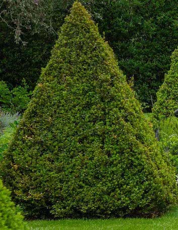 landscaping surrey and west sussex picture showing manicured tree