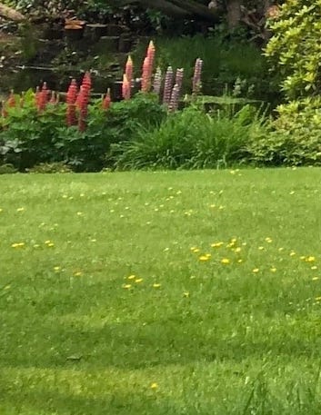 turfing surrey and west sussex showing lawn and flowers