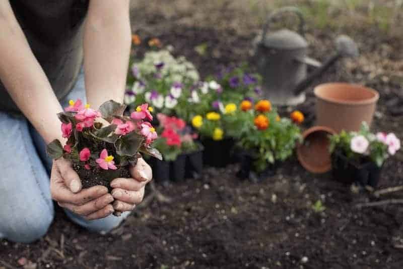 Best Annual Flowers for Autumn image