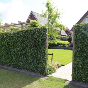 Green Screens and Green Roofs