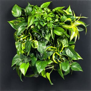 Living Wall Art