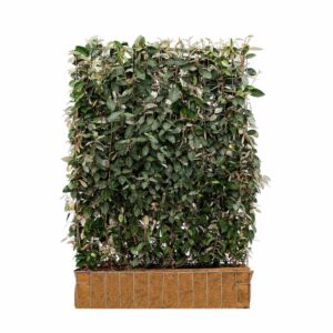 Mobilane Green Screen Elaeagnus ebbingei 120x155