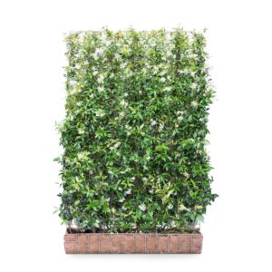 Mobilane Green Screen Trachelospermum jasminoides _120x180_HR