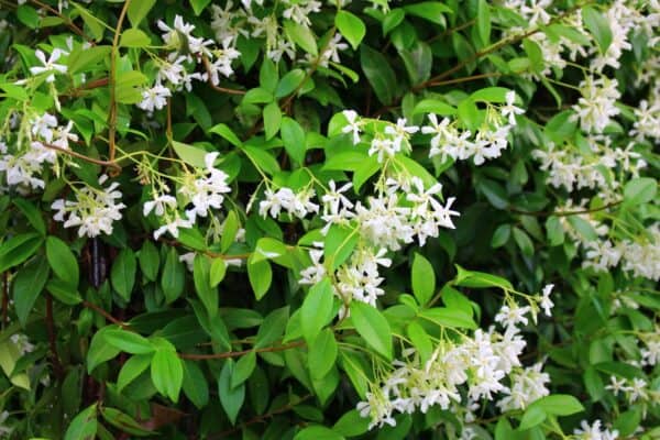 Mobilane Green Screen specie Trachelospermum Jasminoides