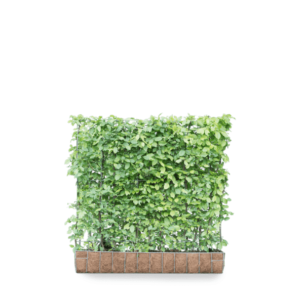 Mobilane_GreenScreen_Carpinus_betulus_haagbeuk-product image