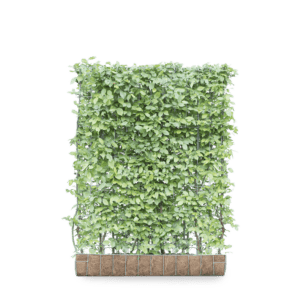 Mobilane_GreenScreen_Carpinus_betulus_haagbeuk_120x155_LR-product image