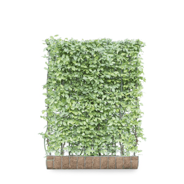 Mobilane_GreenScreen_Carpinus_betulus_haagbeuk_120x155_LR-product image