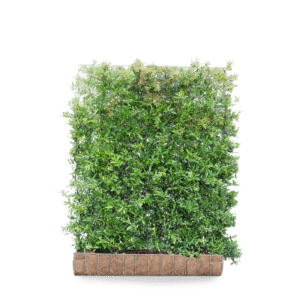 Mobilane_GreenScreen_Pyracantha_DartsRed_120x155_LR