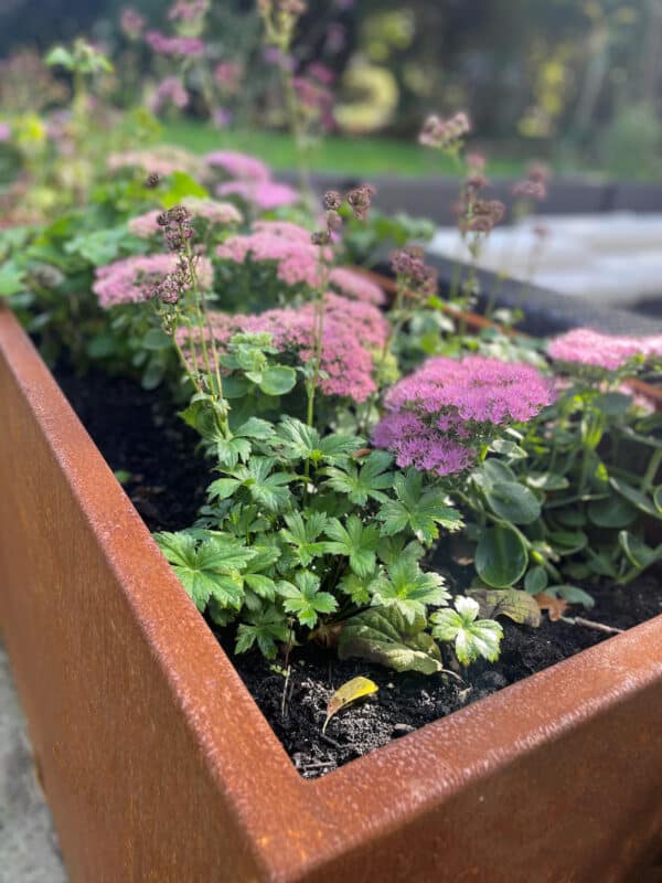 Top view of planter and sedum angle shot